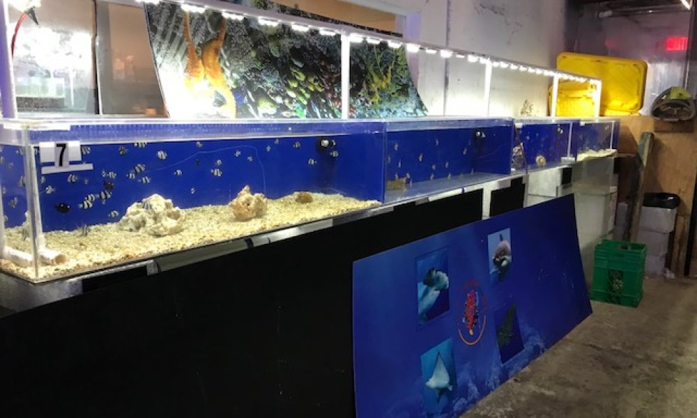 Colors Of The Sea Inc.