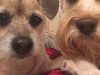 Dog Walker Doral