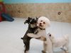 Doggies Gone Wild
