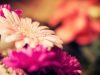 Exotic Flowers of Miami