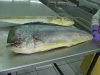 Experience Seafood