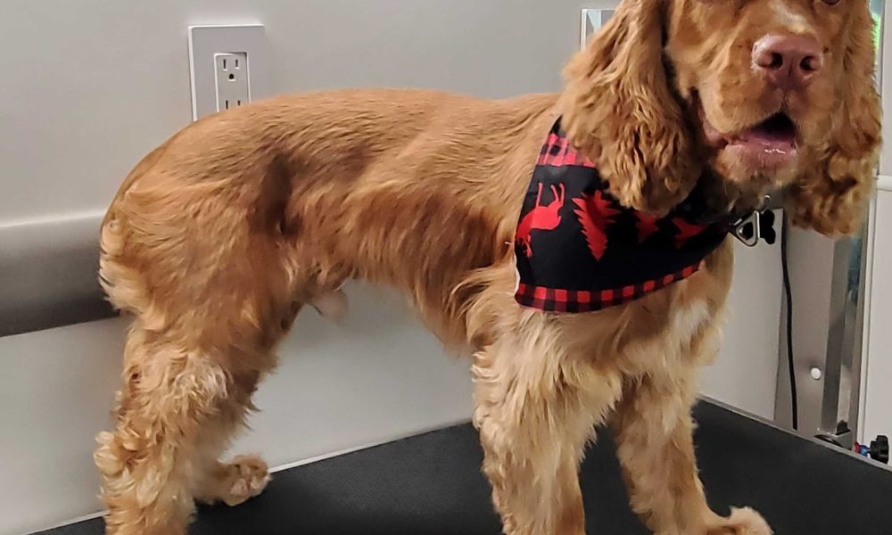 Gaston Mobile Grooming