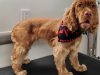 Gaston Mobile Grooming