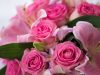 Les Fleurs du Monde