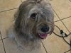 Lovingpaws Pet Services