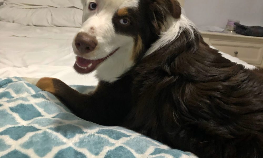 Lovingpaws Pet Services