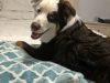 Lovingpaws Pet Services