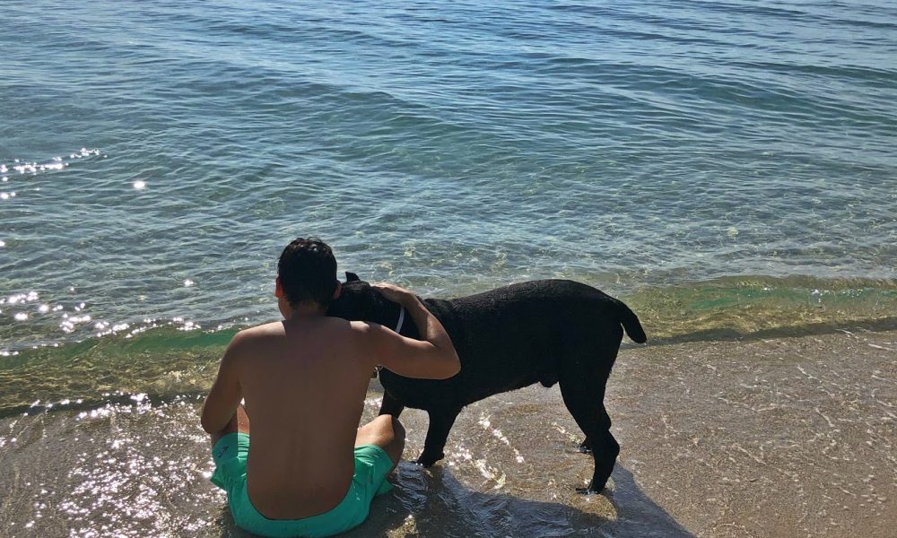 Lovingpaws Pet Services