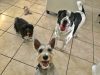 Lovingpaws Pet Services