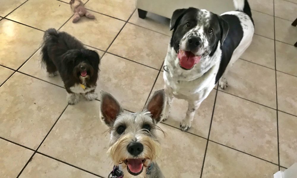Lovingpaws Pet Services