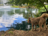 Lovingpaws Pet Services