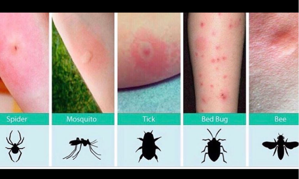Miami Eco-Pest
